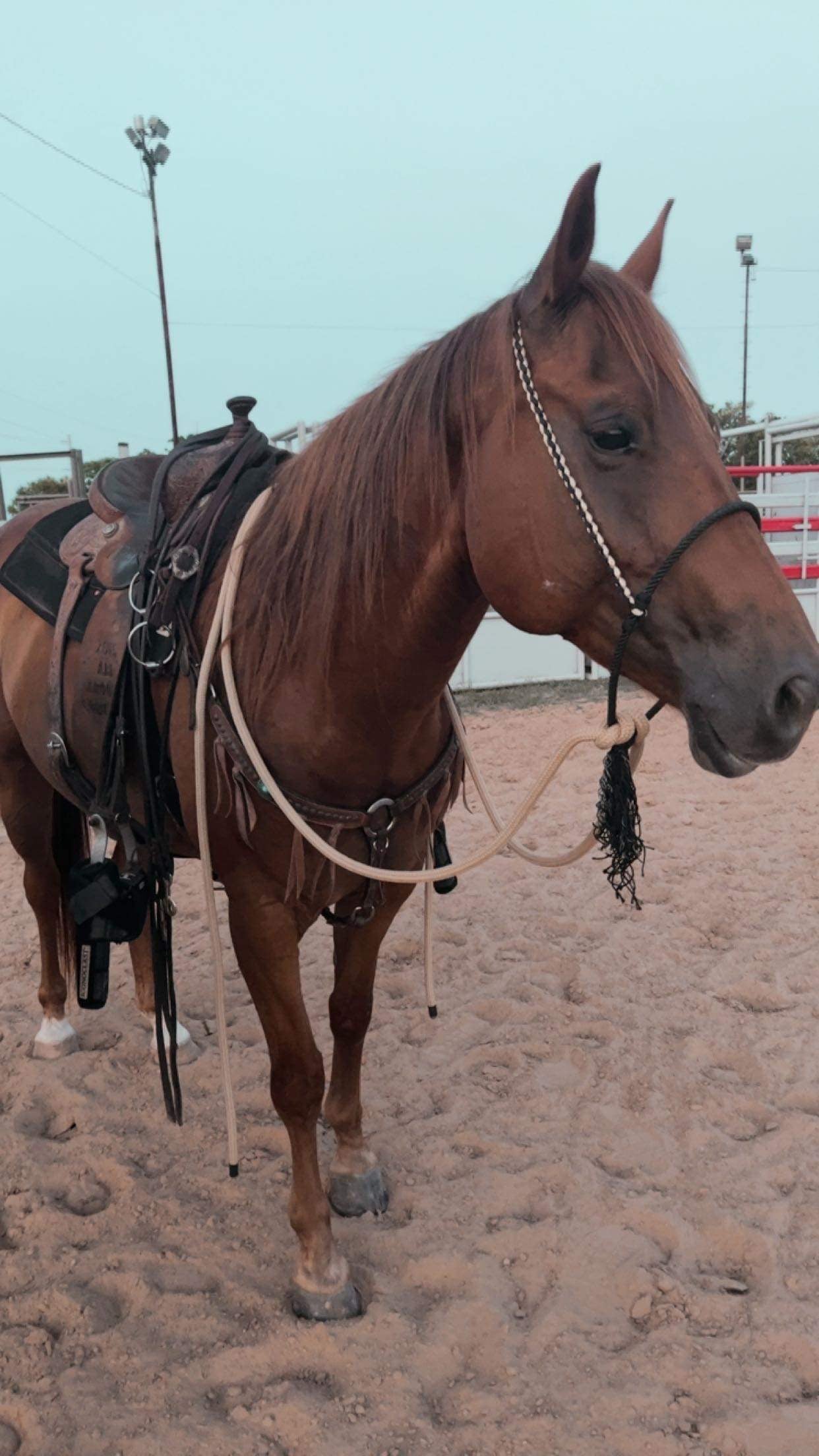 Loping Hackamore