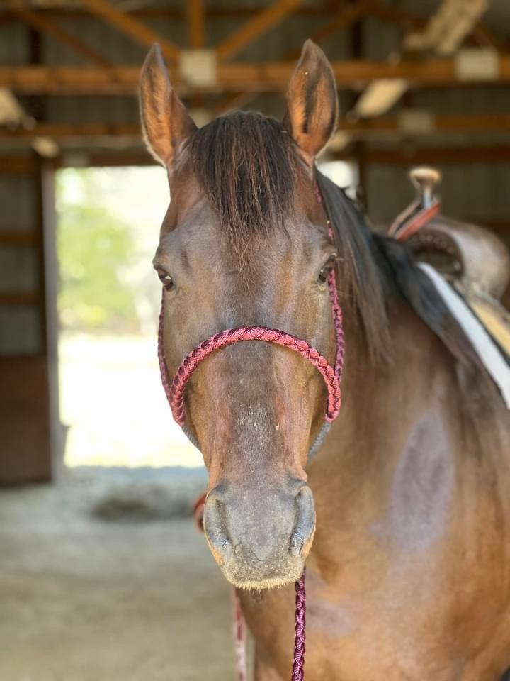 Muletape Halter: Quick Clip