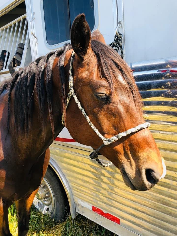 Muletape Halter: Custom Cowboy