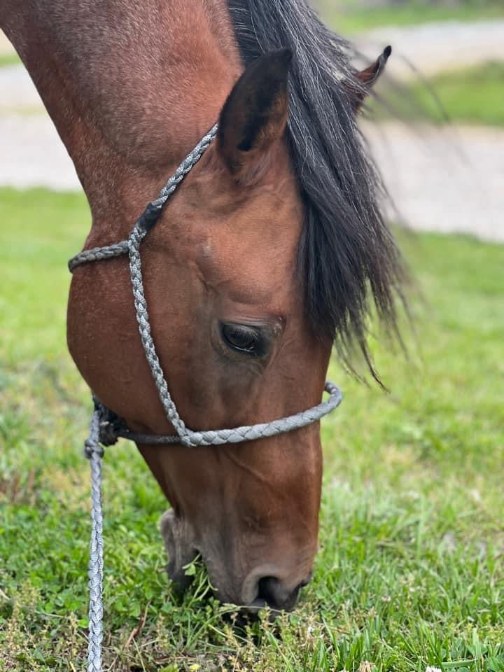 Muletape Halter: Cowboy