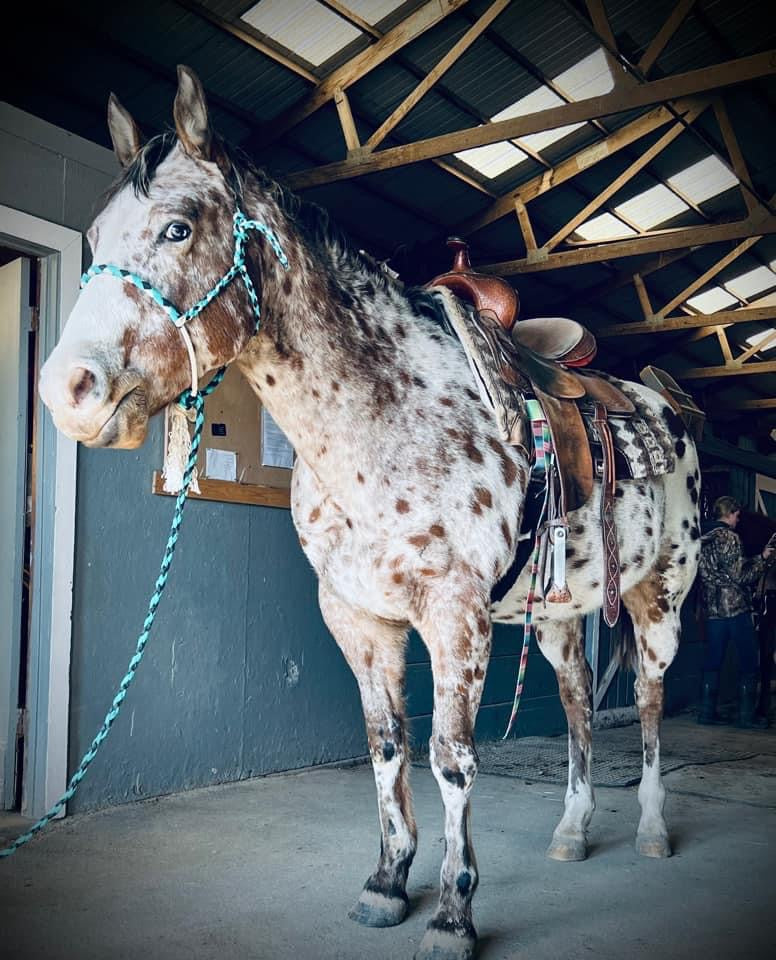 Muletape Halter: Custom Cowboy