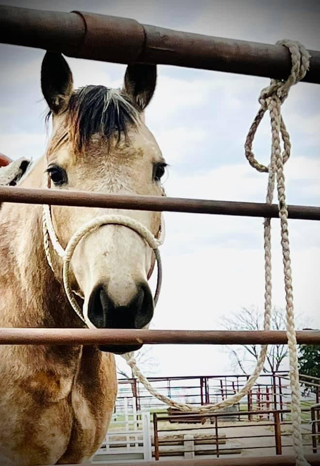 Muletape Halter: Cowboy