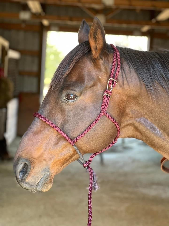 Muletape Halter: Quick Clip