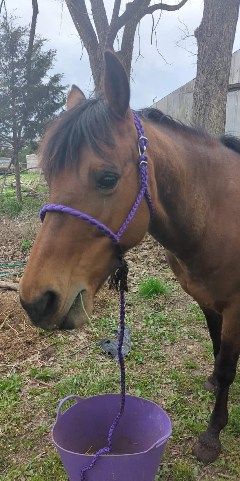 Muletape Halter: Quick Clip