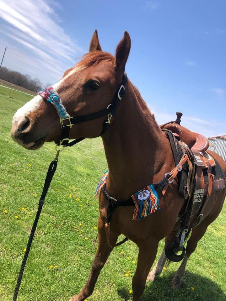 Sponsorship Custom Mohair Breastcollar